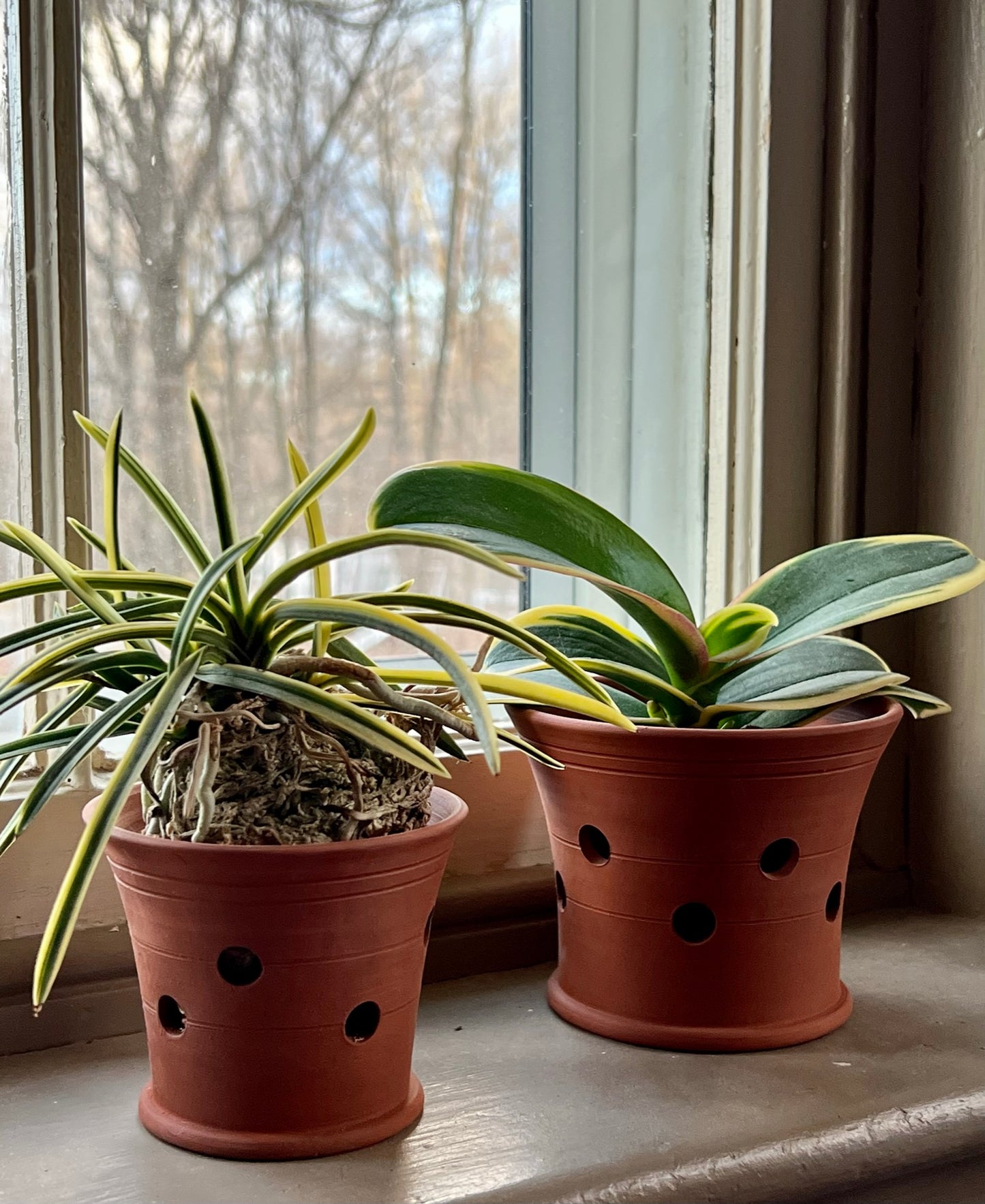 Orchid Pot