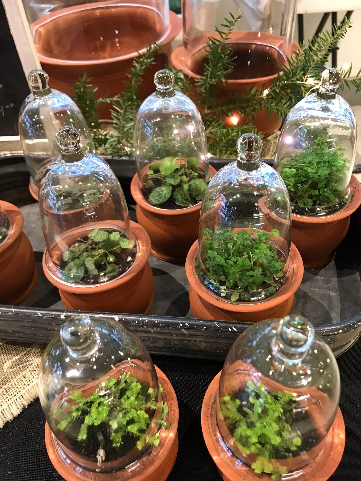 Micro Terrarium