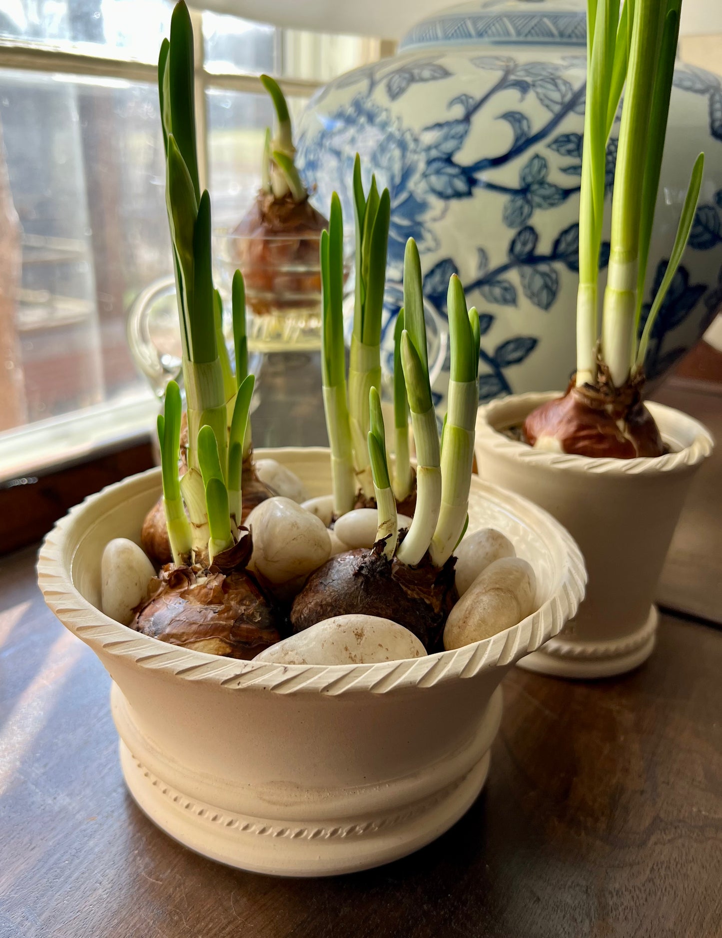 Paperwhite Pot